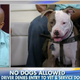 Retired Marine Staff Sgt. Daniel Wright and Tank, his service dog, appear on Fox & Friends.
Fox & Friends